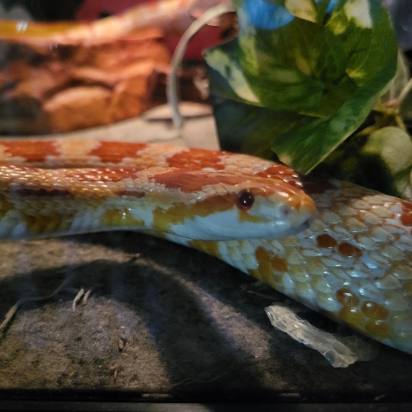 Hi Everyone! - Picture 6 of 9